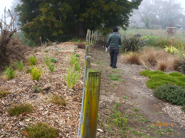 This fence is along the riverbank. Cambridge Tree Trust.